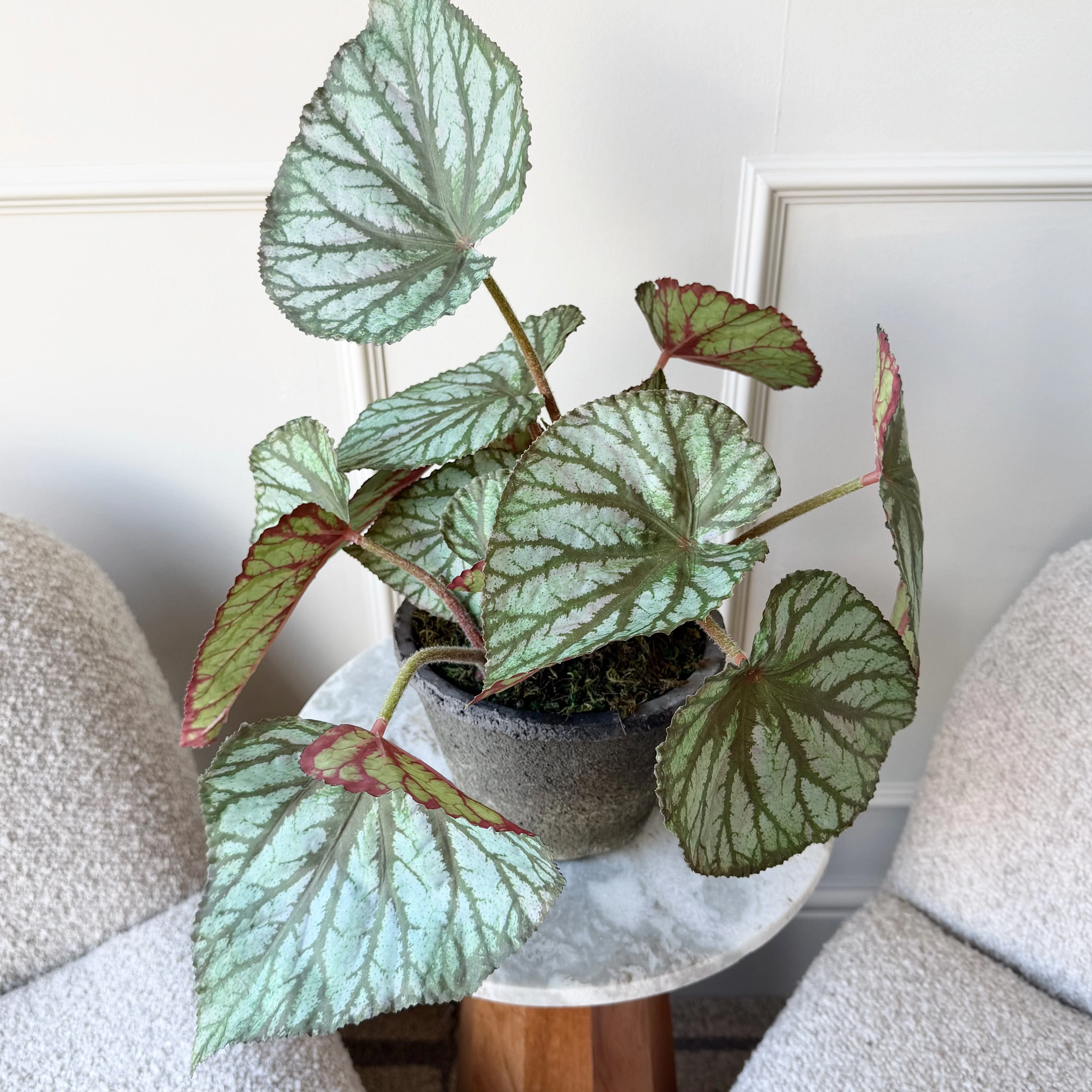 Artificial Begonia Rex In Ceramic Pot - Image 3