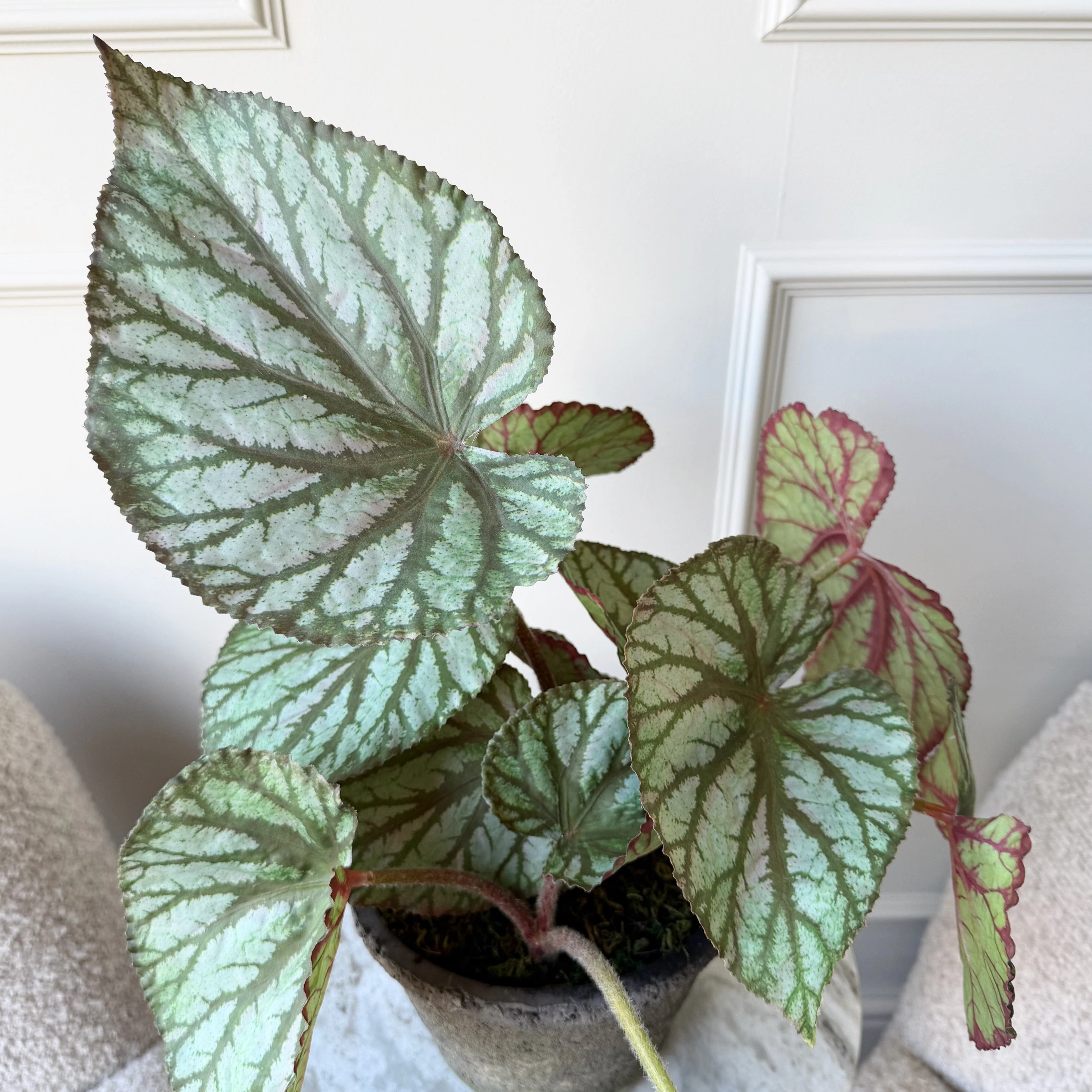 Artificial Begonia Rex In Ceramic Pot - Image 4