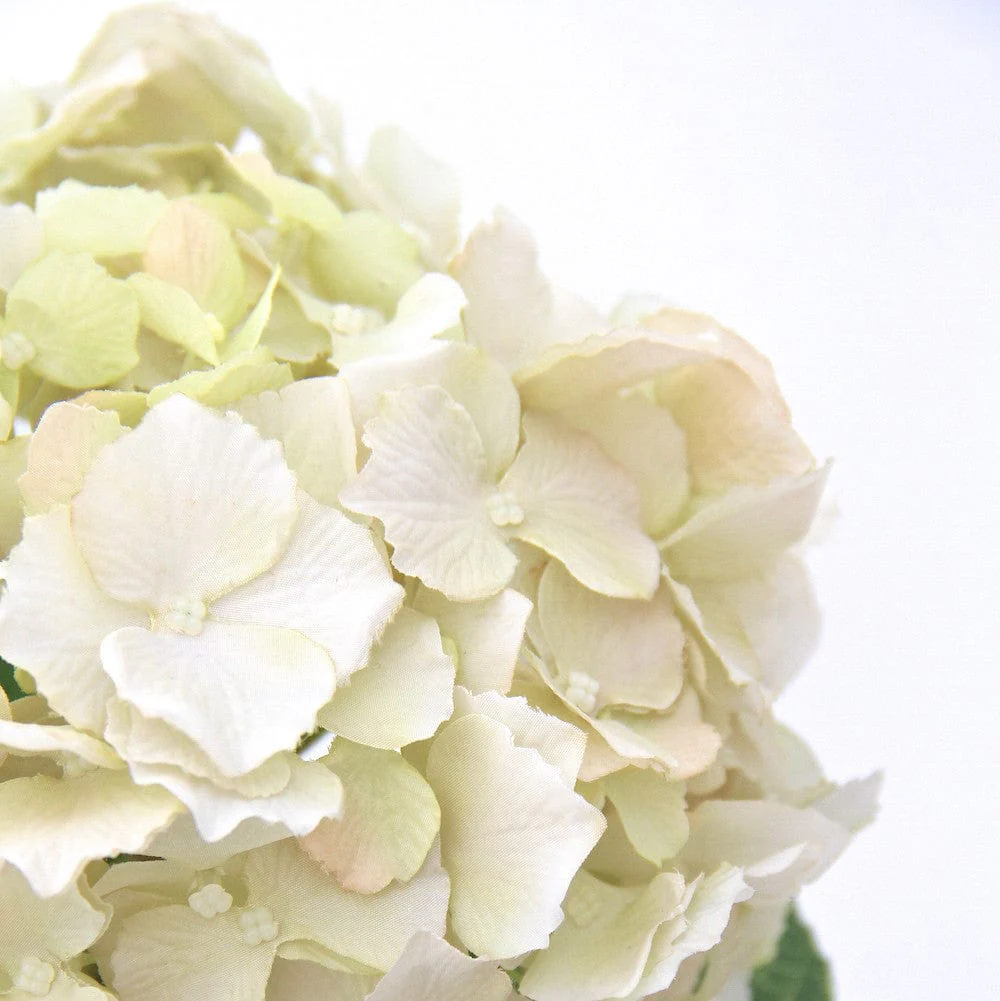 Artificial Cream Hydrangea Lacecap - Image 8