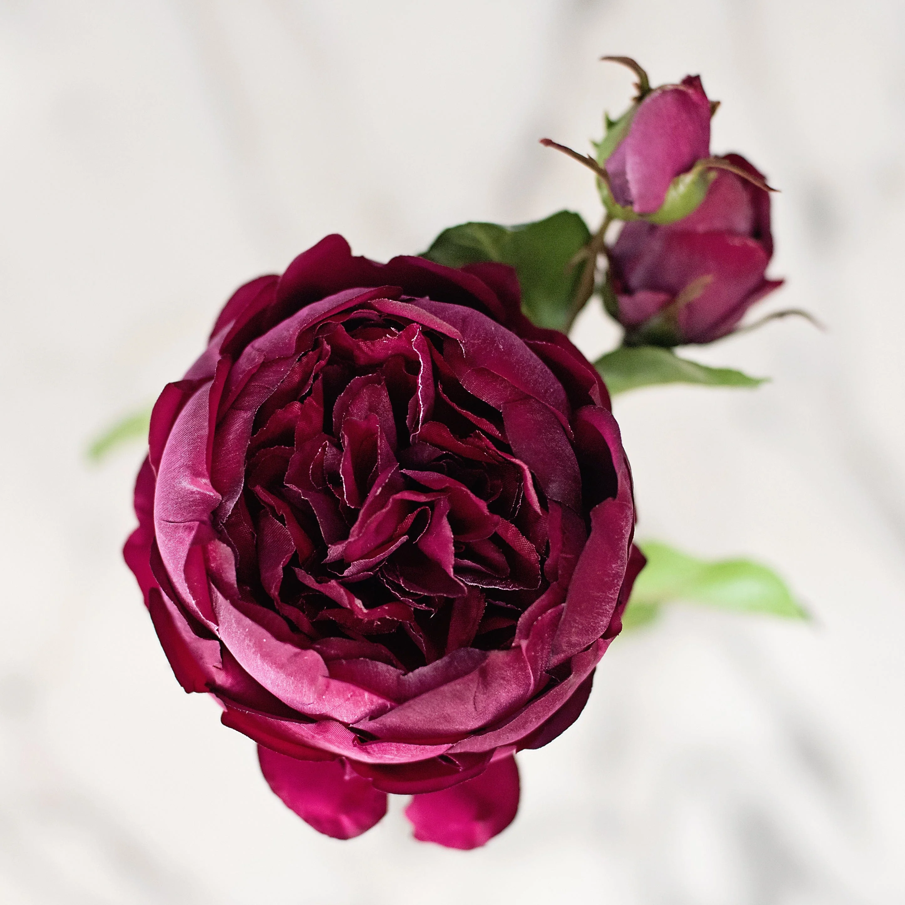 Artificial Burgundy English Rose - Image 5