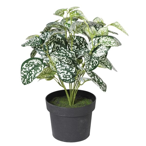 Chinese Evergreen Plant - Image 3