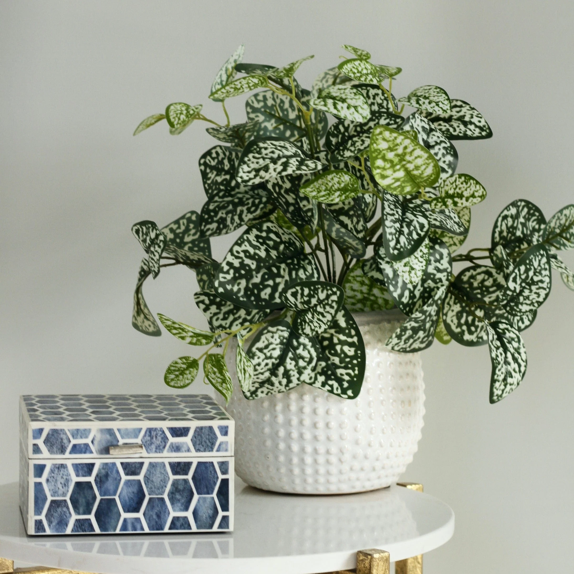 Chinese Evergreen Plant - Image 4