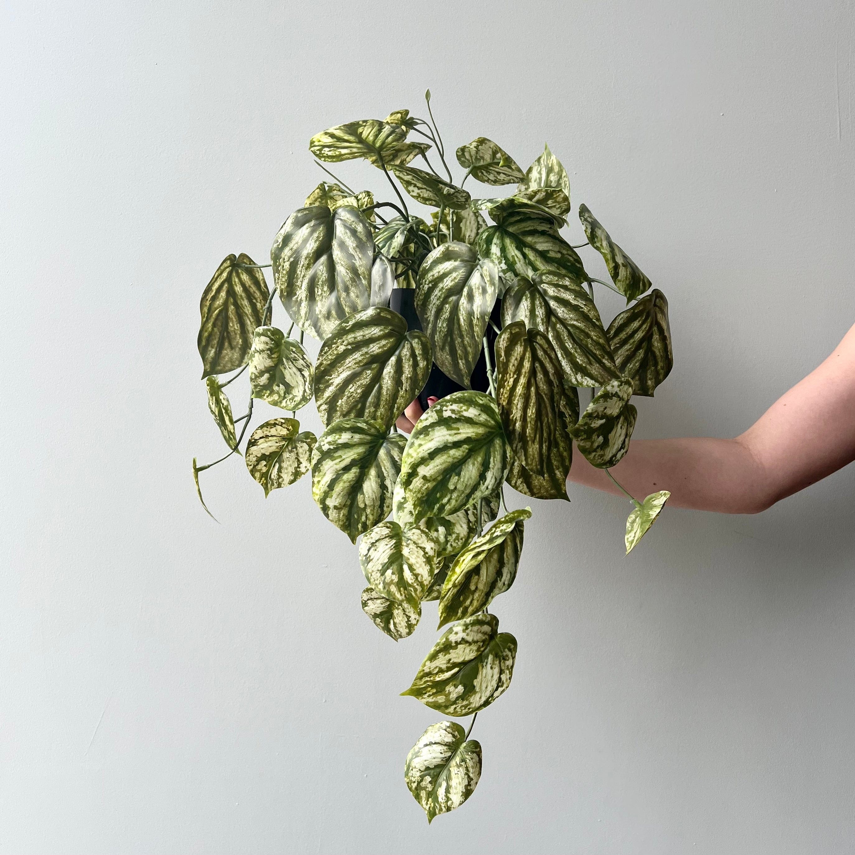 Artificial Green and White Hanging Peperomia Plant in Black Pot - Image 3