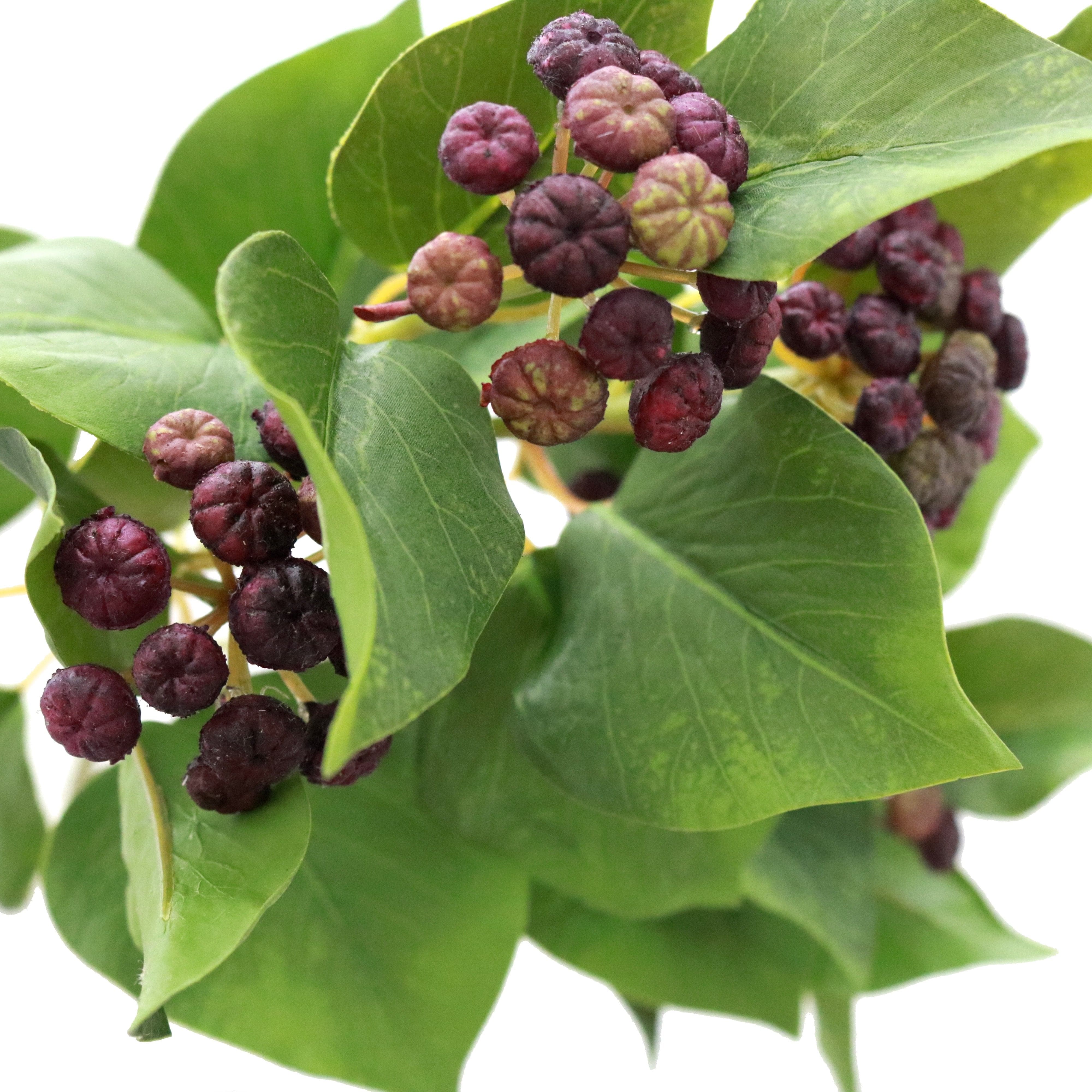 Artificial Ivy with Purple Berries - Image 5