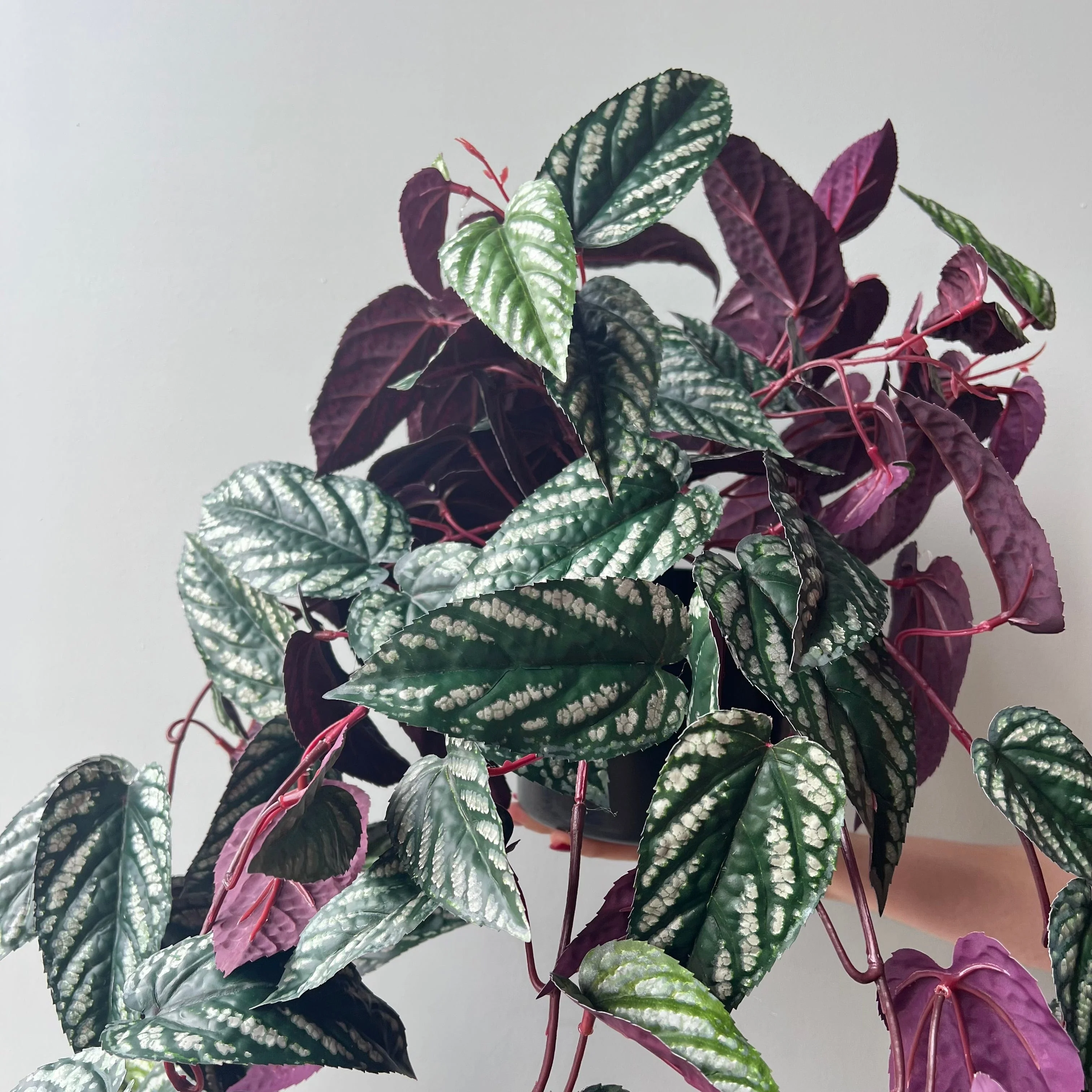 Artificial Large Burgundy Hanging Begonia Vine in Black Pot - Image 2