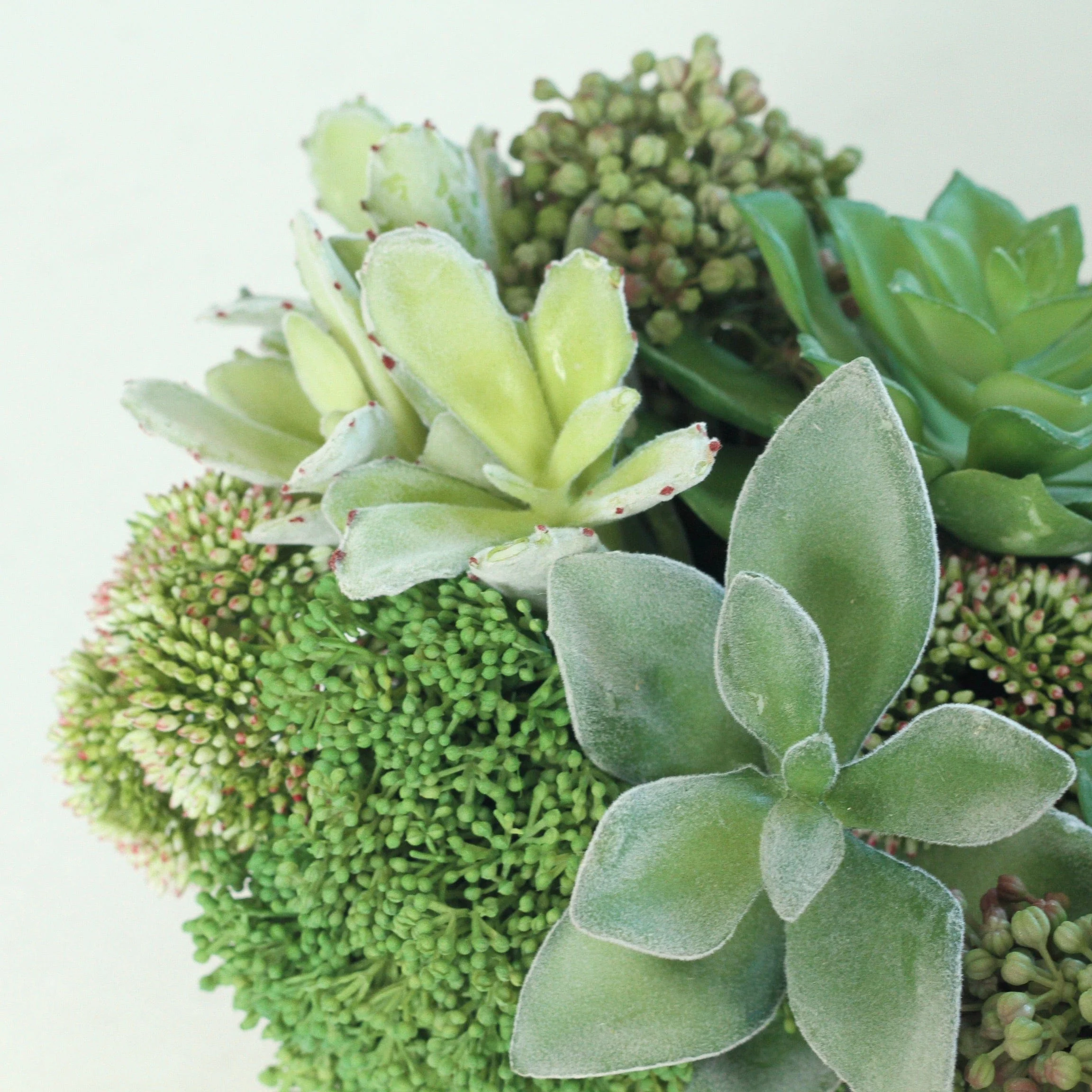 Green Succulent & Skimmia Arrangement - Image 3