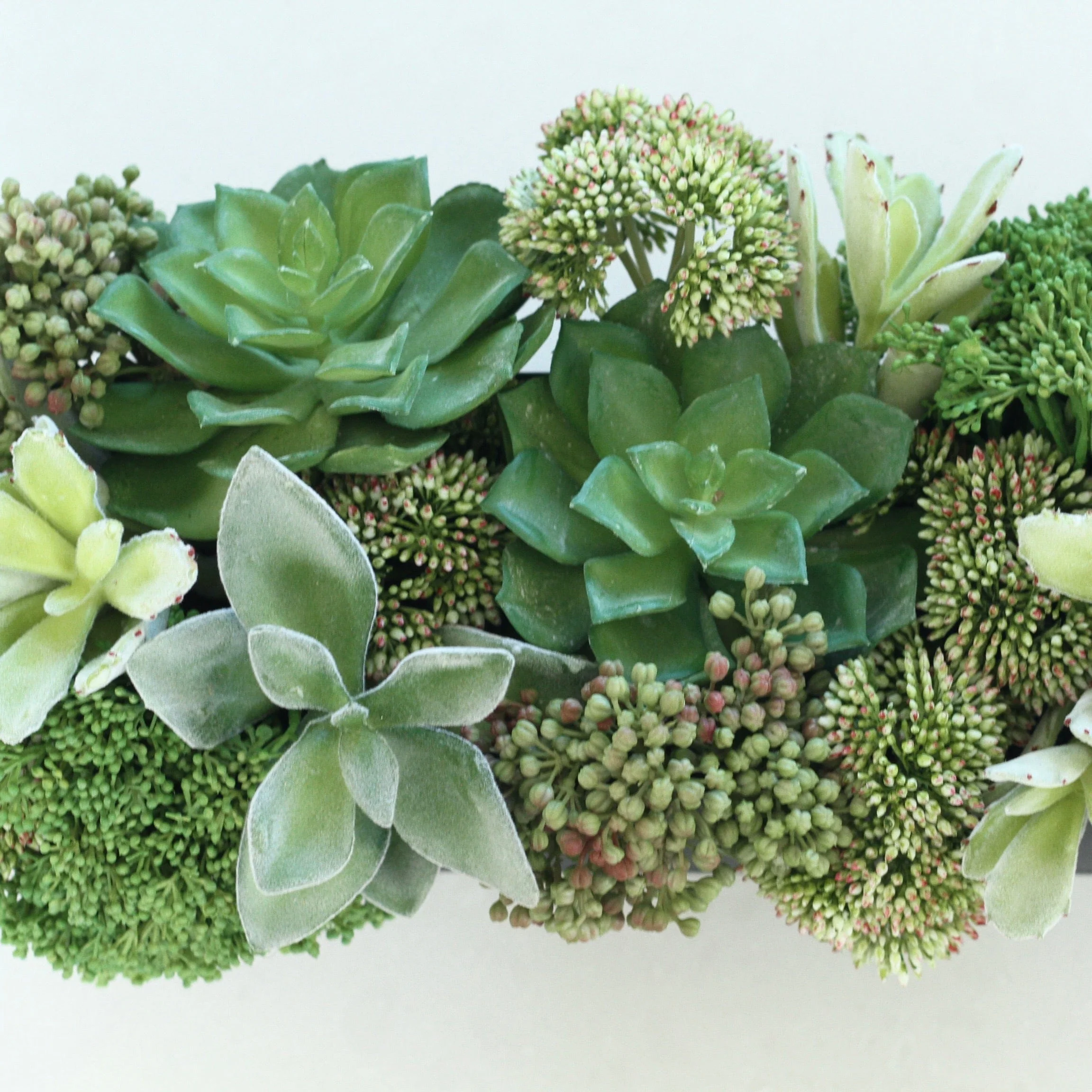 Green Succulent & Skimmia Arrangement - Image 4
