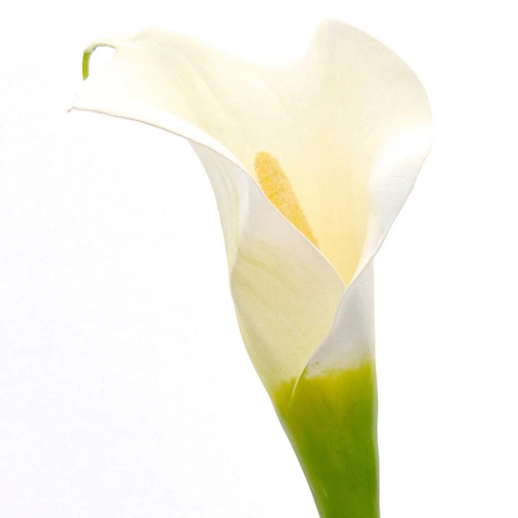 Artificial White Calla Lily - Image 4